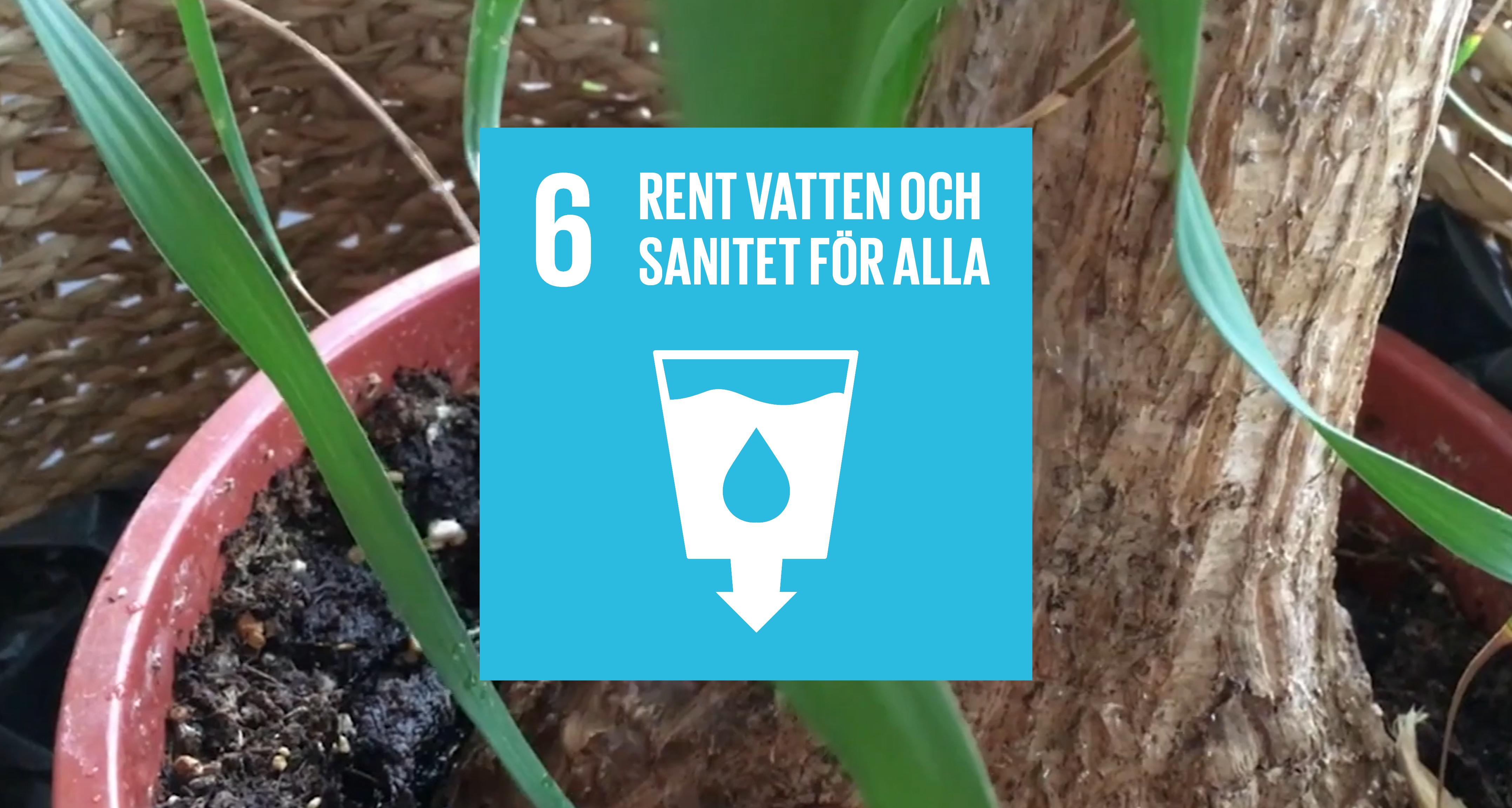 Närbild på stammen på en liten palm som är i en kruka med jord. Grafisk bild i mitten med texten "6 rent vatten och sanitet".