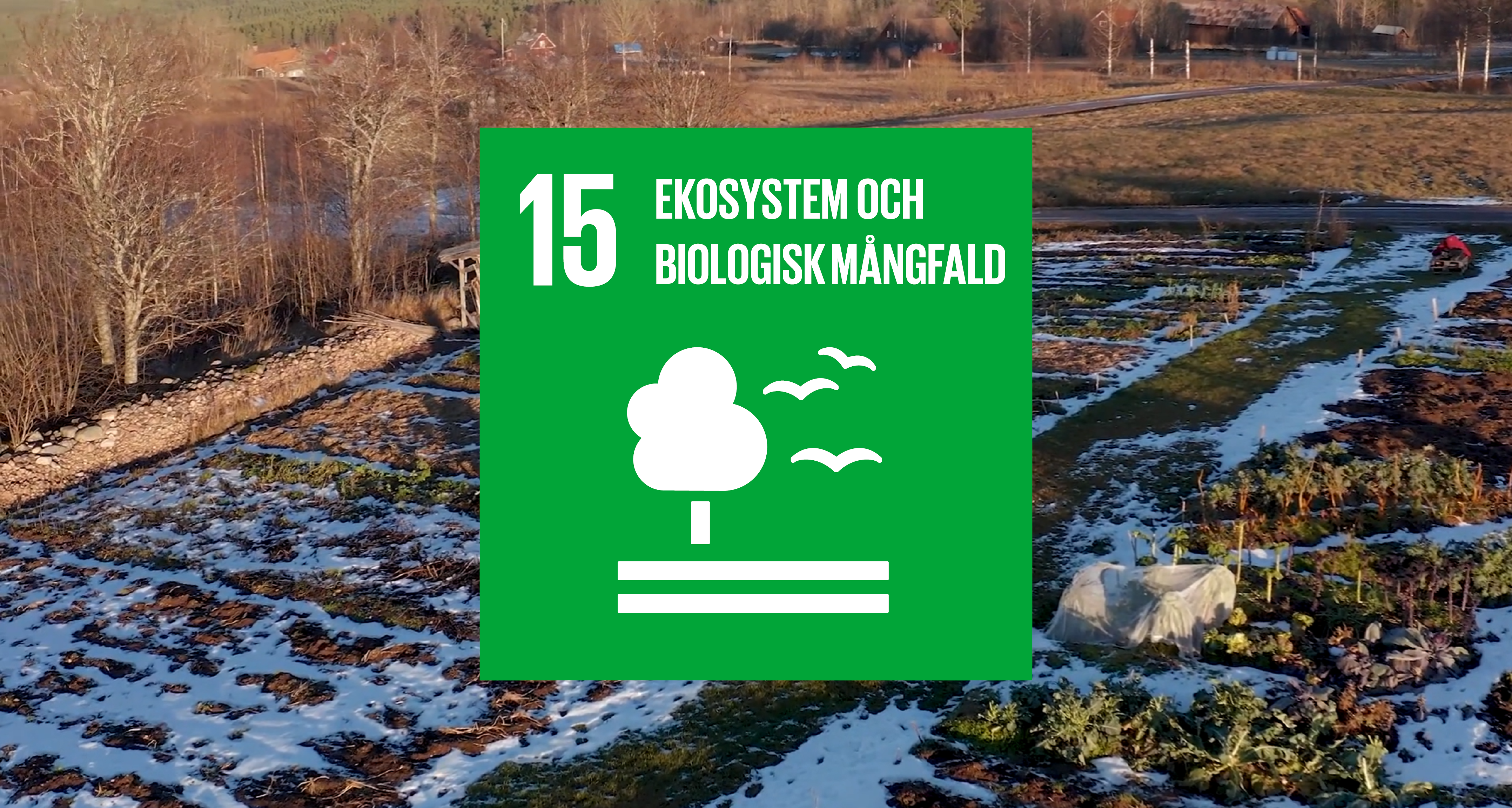 Bild på ett odlingsfält ovanifrån. Grafisk bild i mitten med texten: 15 - Ekosystem och biologisk mångfald