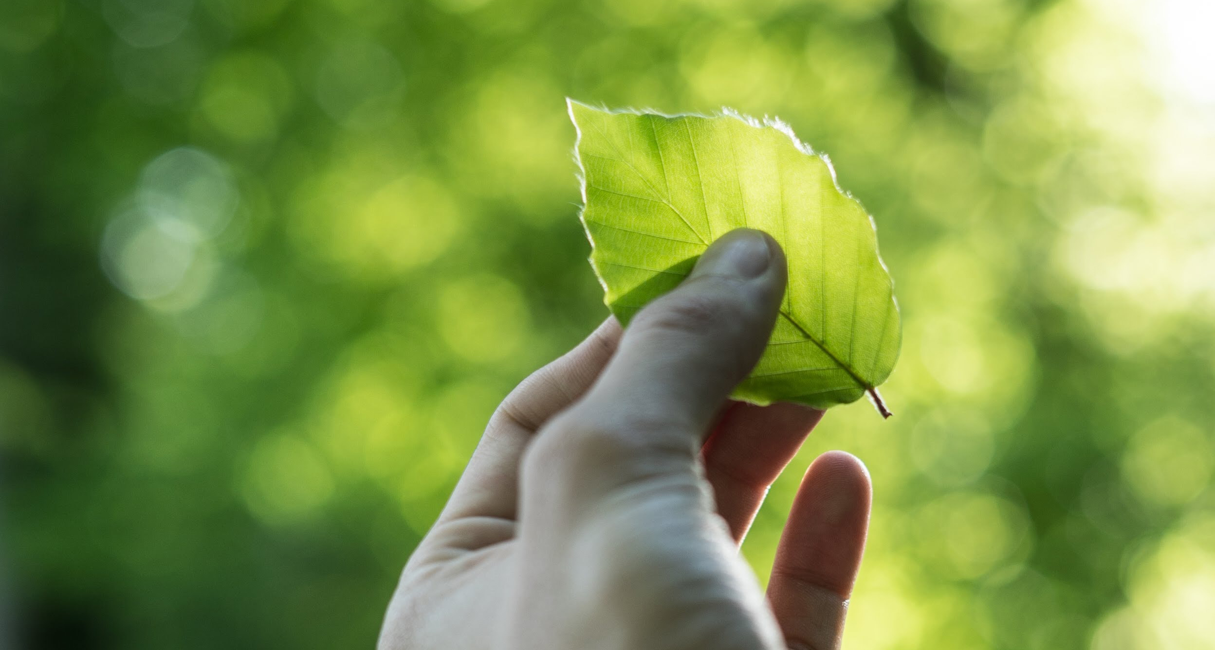 En hand håller upp ett ljusgrönt blad.